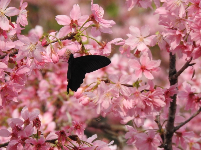 -櫻花與黑蜂蝶 -櫻花與黑蜂蝶