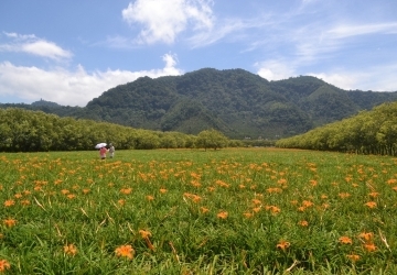 日月潭金針花園區