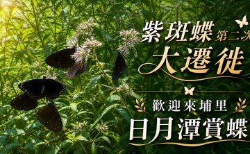 紫斑蝶第二次大遷徙