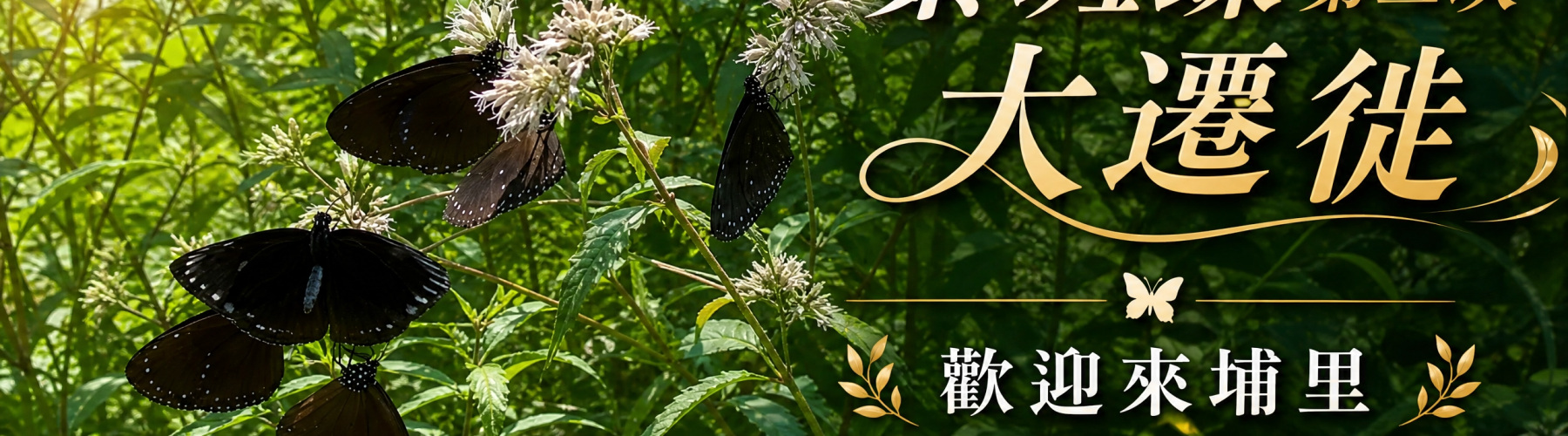 紫斑蝶第二次大遷徙