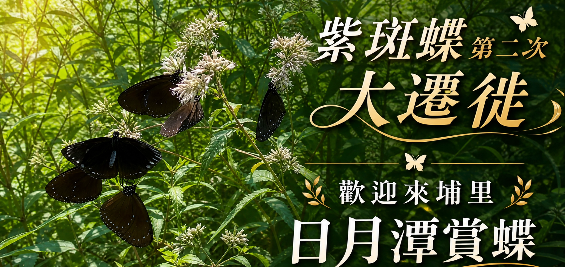 紫斑蝶第二次大遷徙