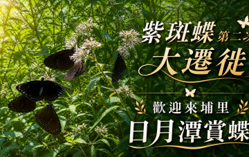 紫斑蝶第二次大遷徙
